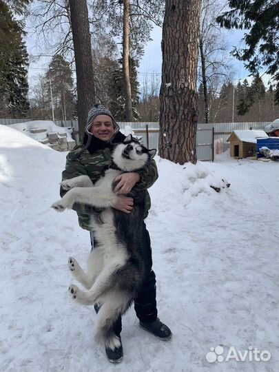 Вязка