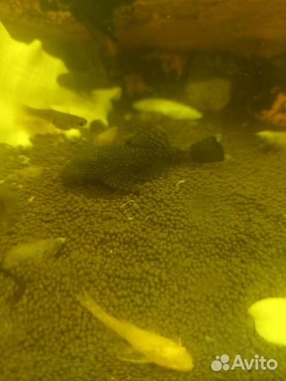 Жёлтые и серые сомики анцитруса. Креветки