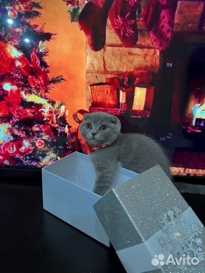 Шотландская вислоухая