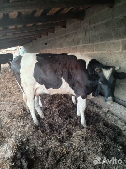 Телки стельные