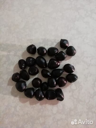 Драгоценная орхидея лудизия. Пион древовидный