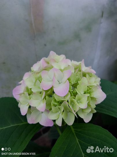 Гортензия метельчатая