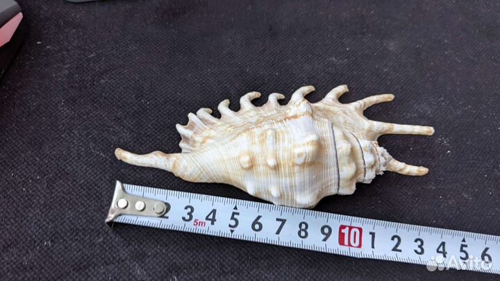 Ламбис миллипеда ракушка морская