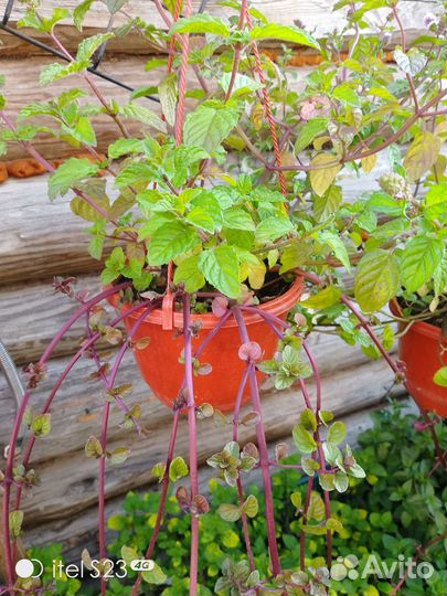 Мята сортовая