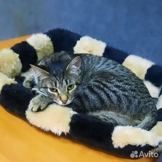 Кошки в добрые руки бесплатно