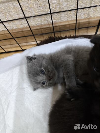 Шотландские вислоухие и прямоухие котята