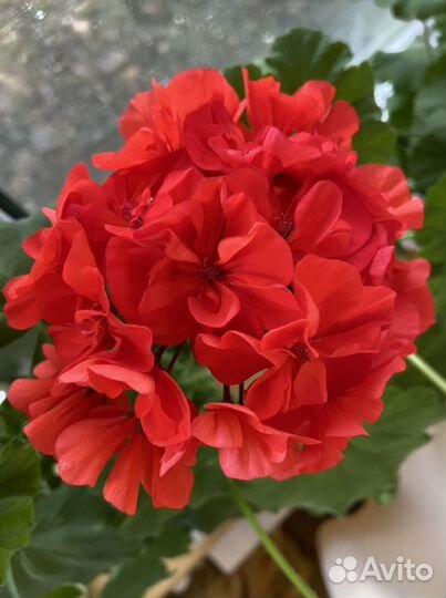 Пеларгония герань