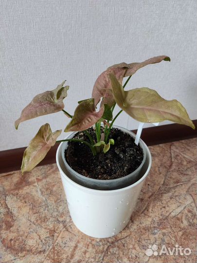 Сингониум неон пинк