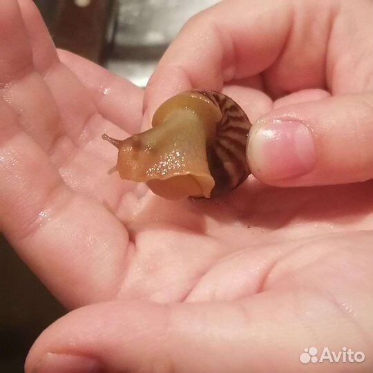 Улитка ахатина бесплатно