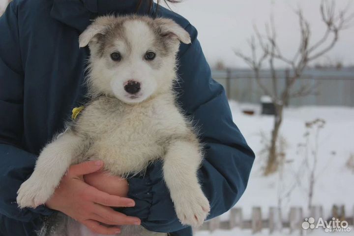 Щенок мальчик,4.5 мес