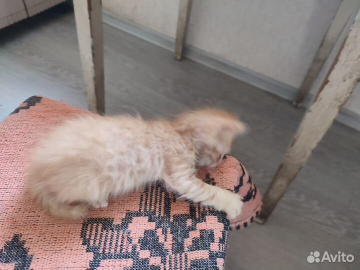 Подарюкотят