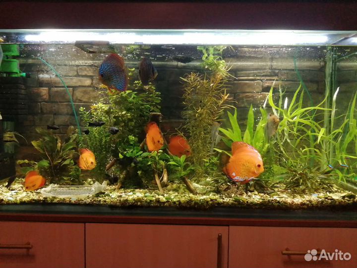 Дискусы в оренбурге