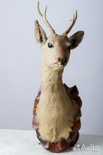 Чучело головы оленя