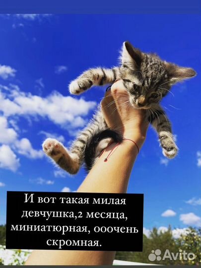 Котята в добрые руки