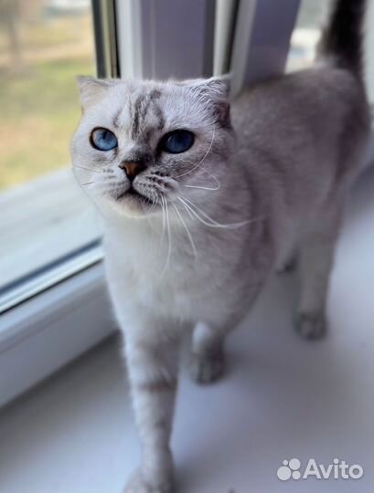 Серебристая шиншилла