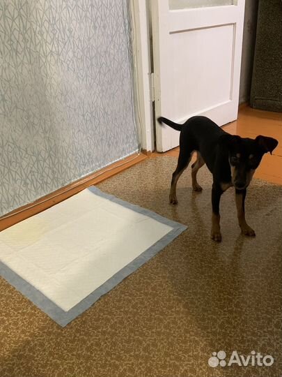 Собака в добрые руки щенок