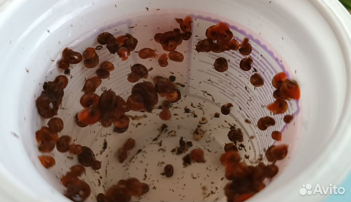 Мальки гуппи