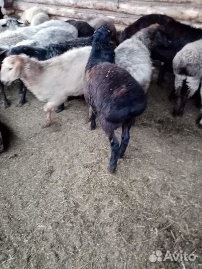 Бараны гиссарские