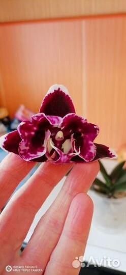 Орхидея мики Опера