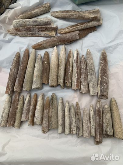 Белемниты чертовы пальцы