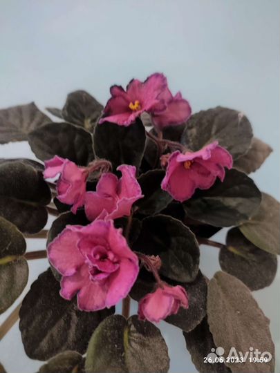 Взрослая фиалка Ode to Beatute