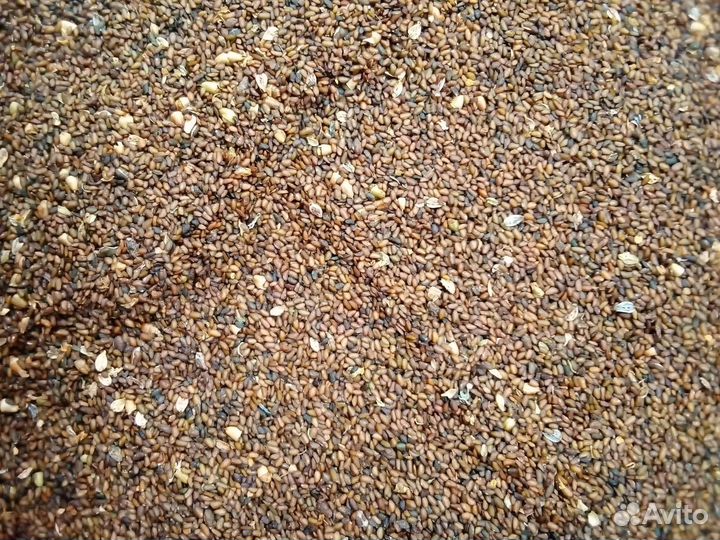 Продаю семена подорожника и лопуха для посадки