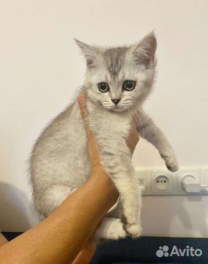 Шотландская прямоухая кошка с документами