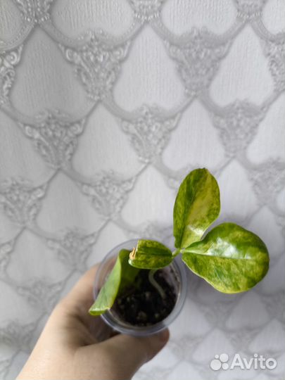 Замиокулькас вариегатный