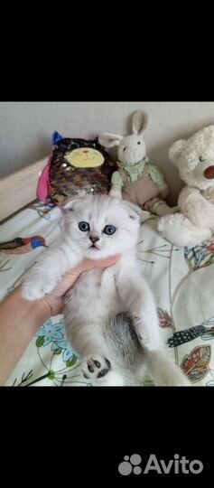 Шотландские котята серебристая шиншилла