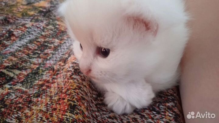 Шотландский котик