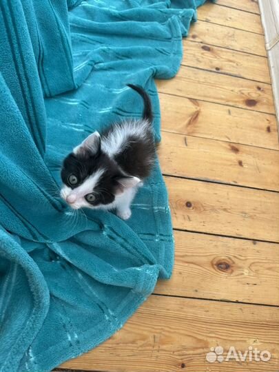 Котенок девочка 2 месяца