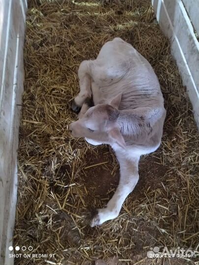 Телята бурые шведские