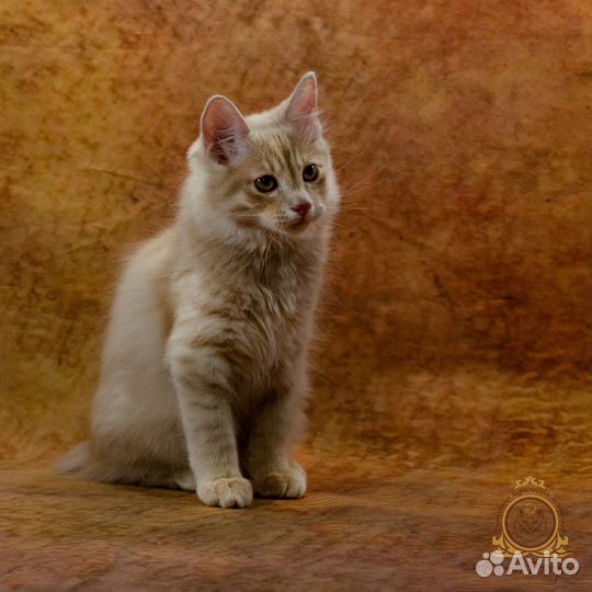 Роскошный котёнок курильского бобтейла