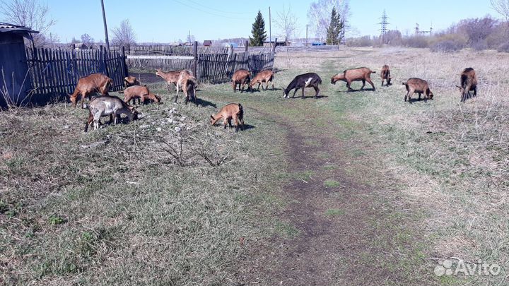 Дойные козы