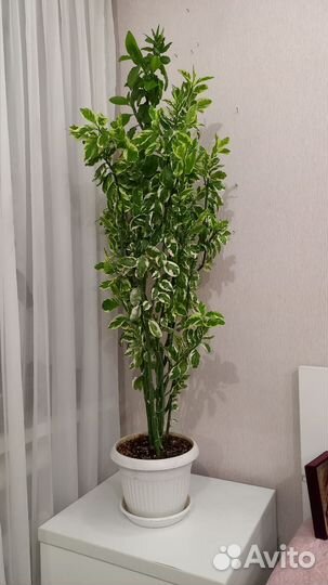 Педилантус