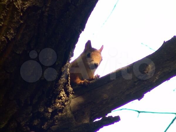 Участок 8 сот. (СНТ, ДНП)