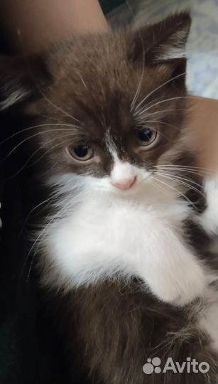 Котенок красавчик мальчик