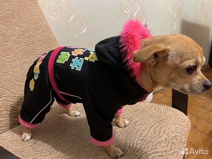 Одежда для собак мелких пород