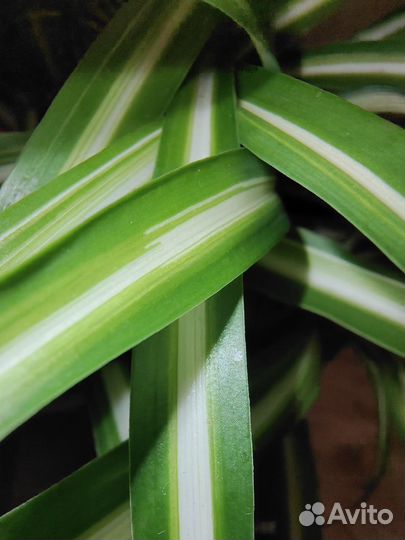 Хлорофитум хохлатый сорт Виттатум