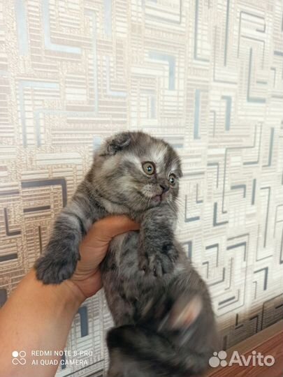 Шотландска вислоухая (девочка)