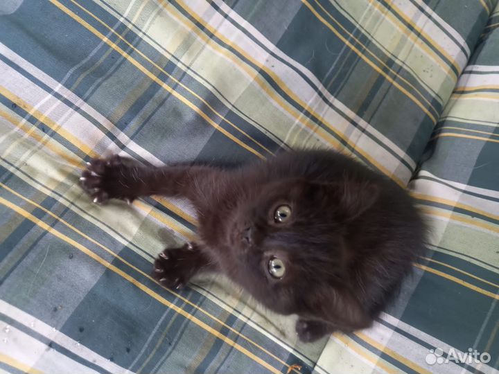 Черный котенок