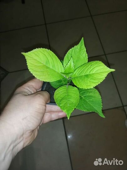 Гортензия Бесконечное лето розово-голубая