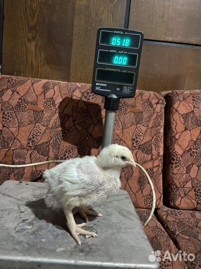 Цыплята бройлеры суточные и подрощенные