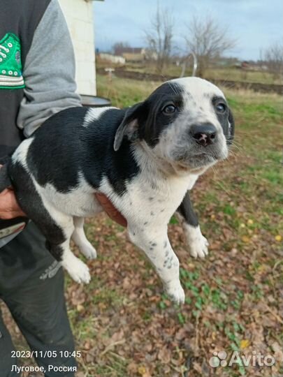 Долматинка