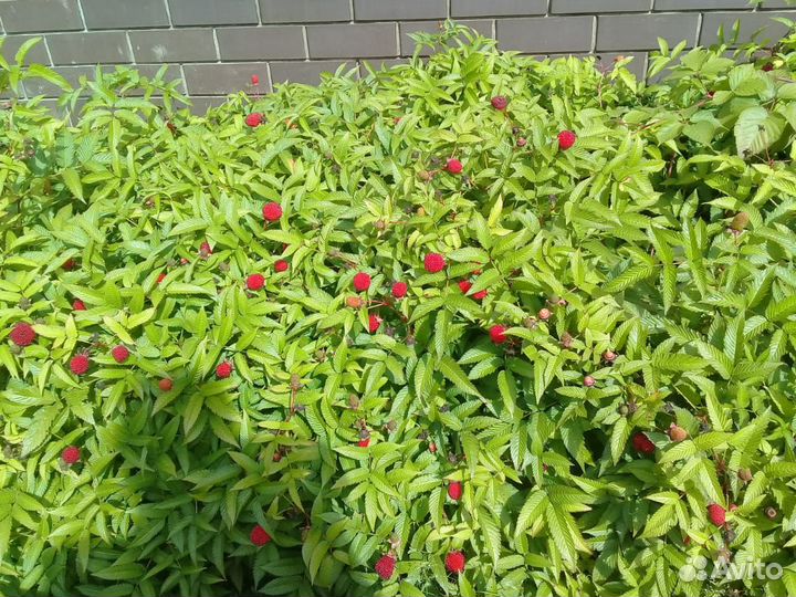 Малина Тибетская (Соблазнительная)