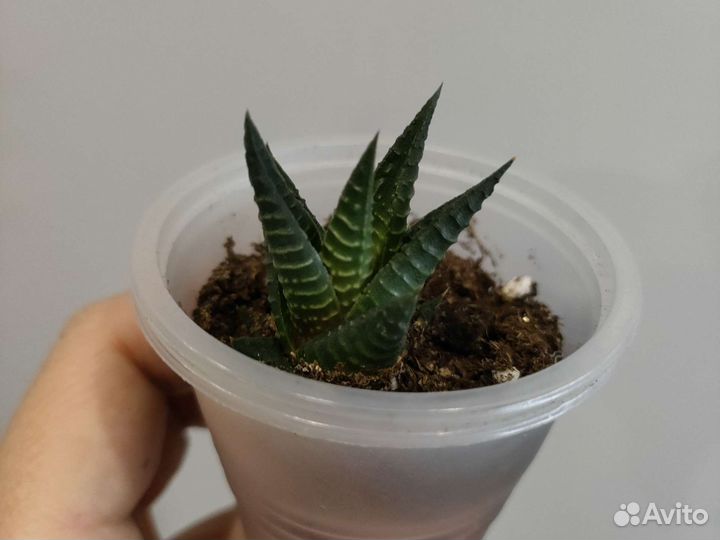 Суккуленты