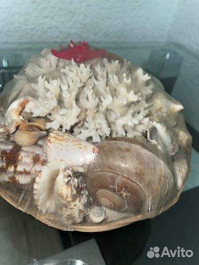 Набор ракушек