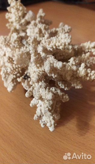 Набор морских ракушек + коралл