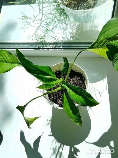 Спатифиллум