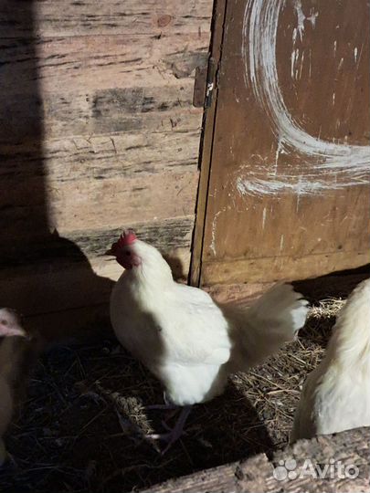 Продам петушков